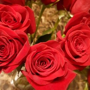 Meet your Posher, Lucy